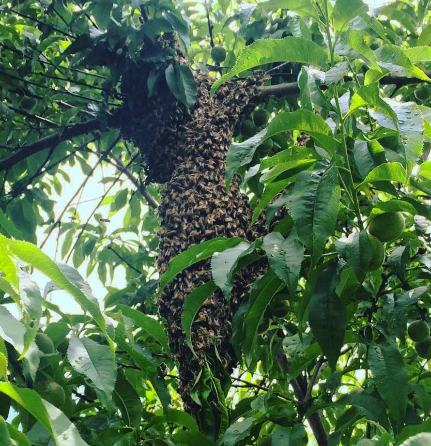 beehive scc