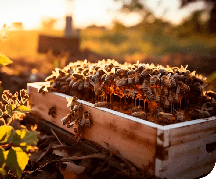 local honey from Chicago