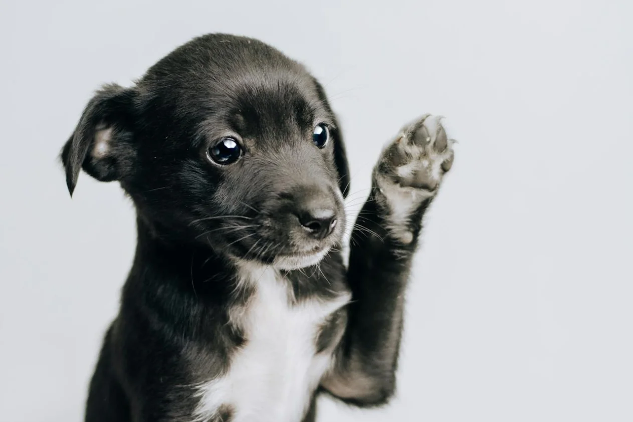 A black and white puppy