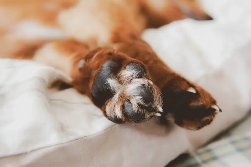 the legs of a dog lying down