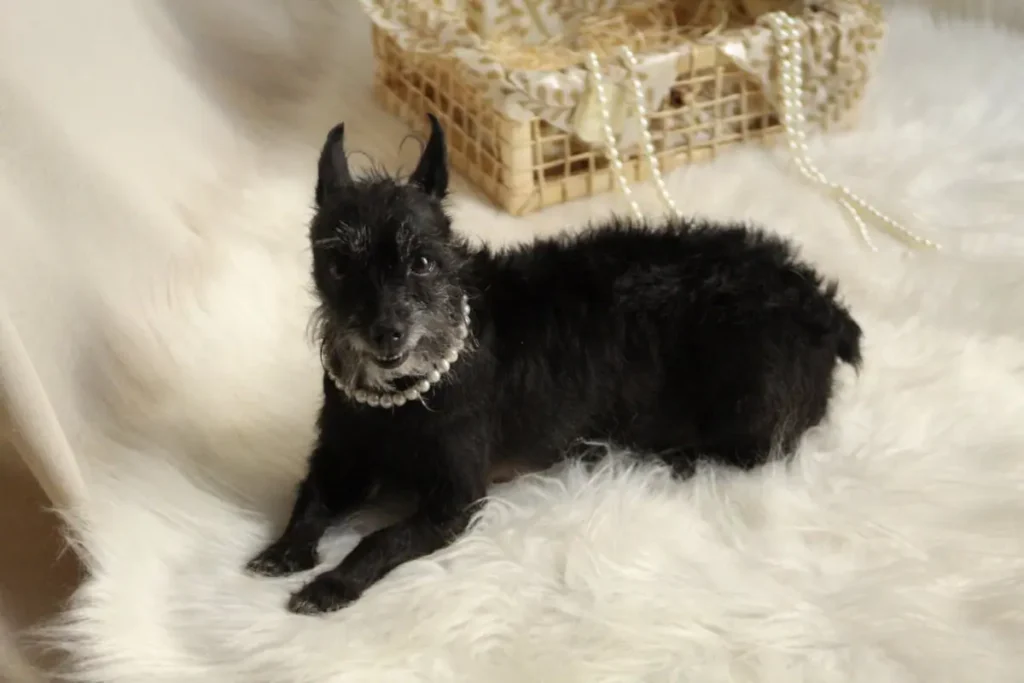 a dog wearing a pearl collar is lying on a rug
