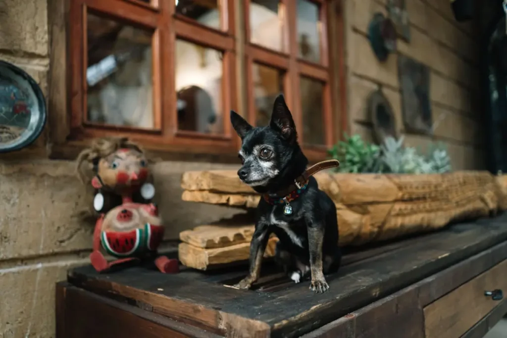 a small breed dog seated on a table. How to groom your dog like a professional