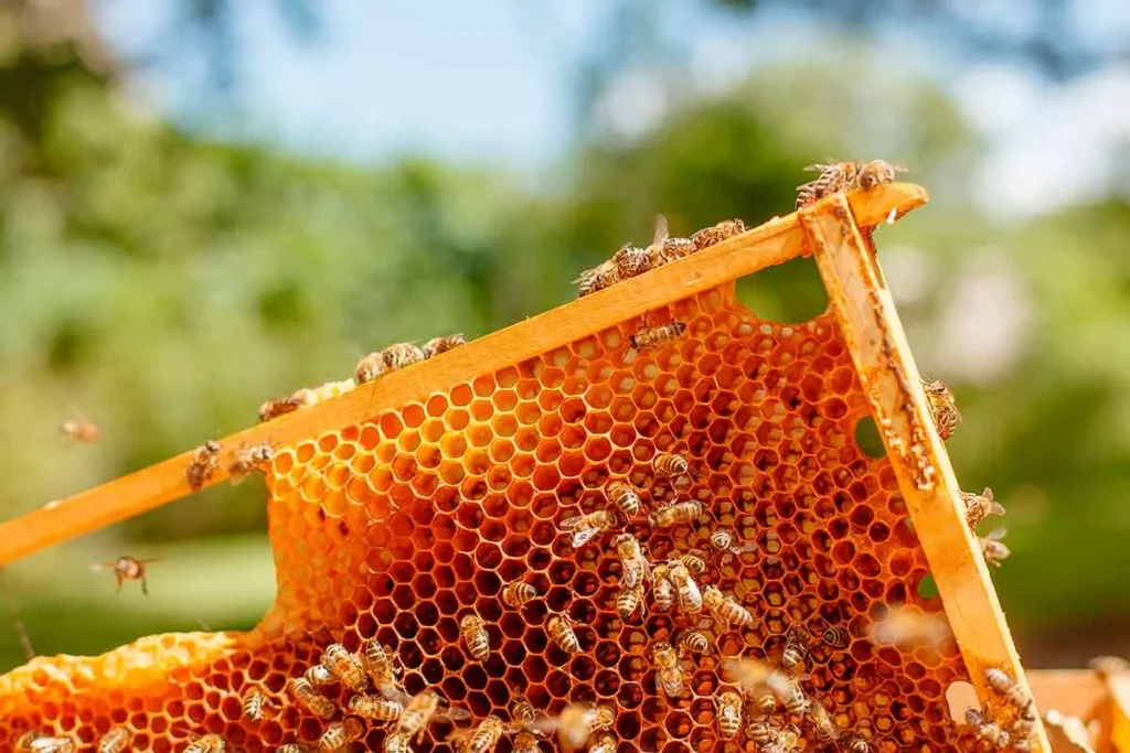A honeycomb