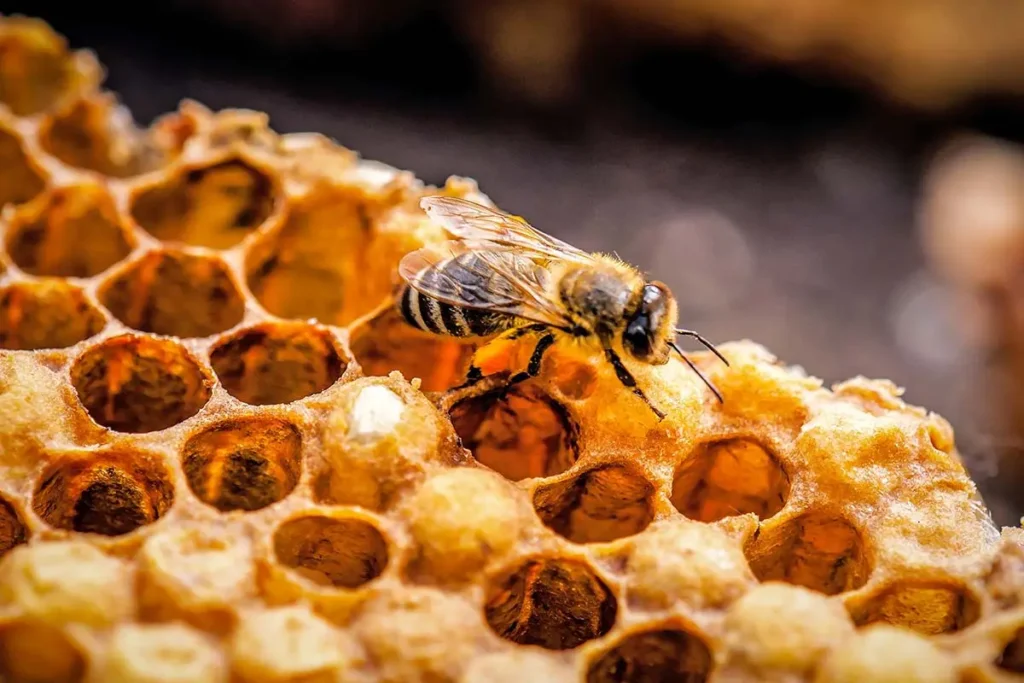a bee in a honeycomb