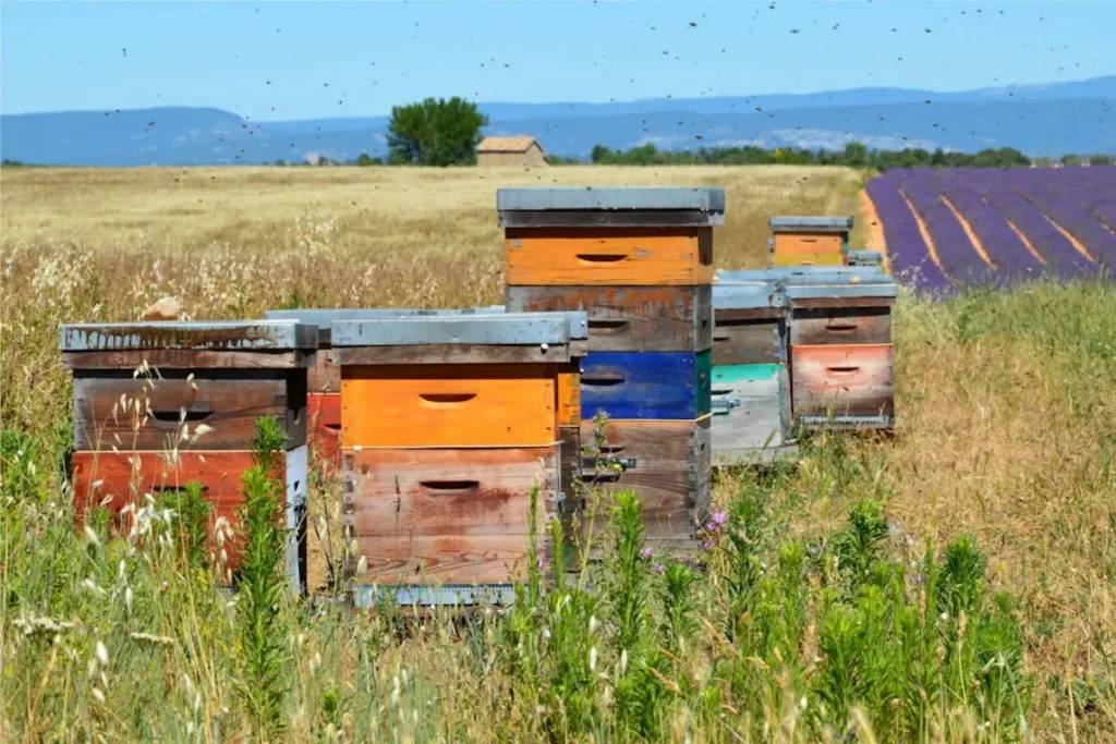 beekeeping boxes in a field