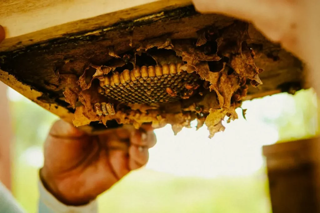 hands of a beekeeper with a honeycomb