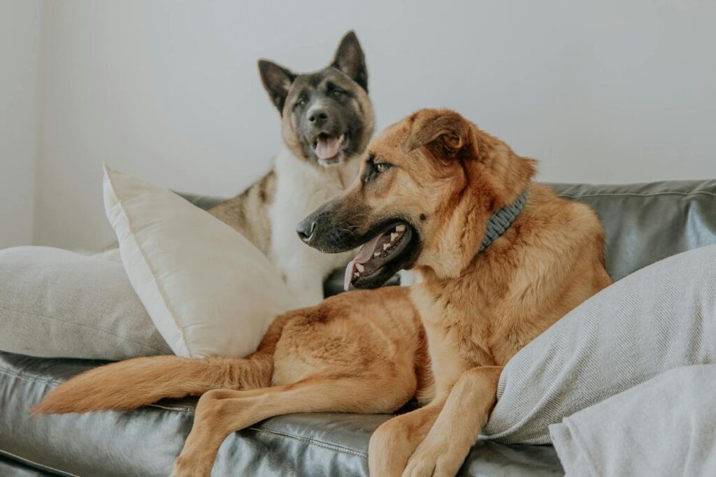 healthy dogs on sofa